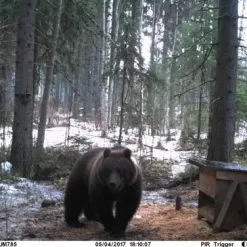 Uovision UM785-3G 20MP Full HD Etäohjattava 3G Riistakamera -Metsästys Verkäufe Karhu2