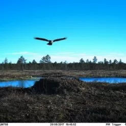 Uovision UM785-3G 20MP Full HD Etäohjattava 3G Riistakamera -Metsästys Verkäufe UM785 500x375 1